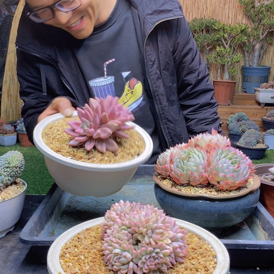 温***?108号女雏锦多肉