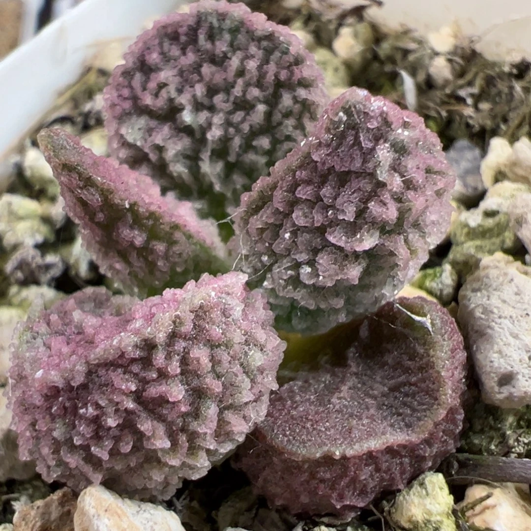 实生新品多肉植物水泡多肉植物水泡多肉植物