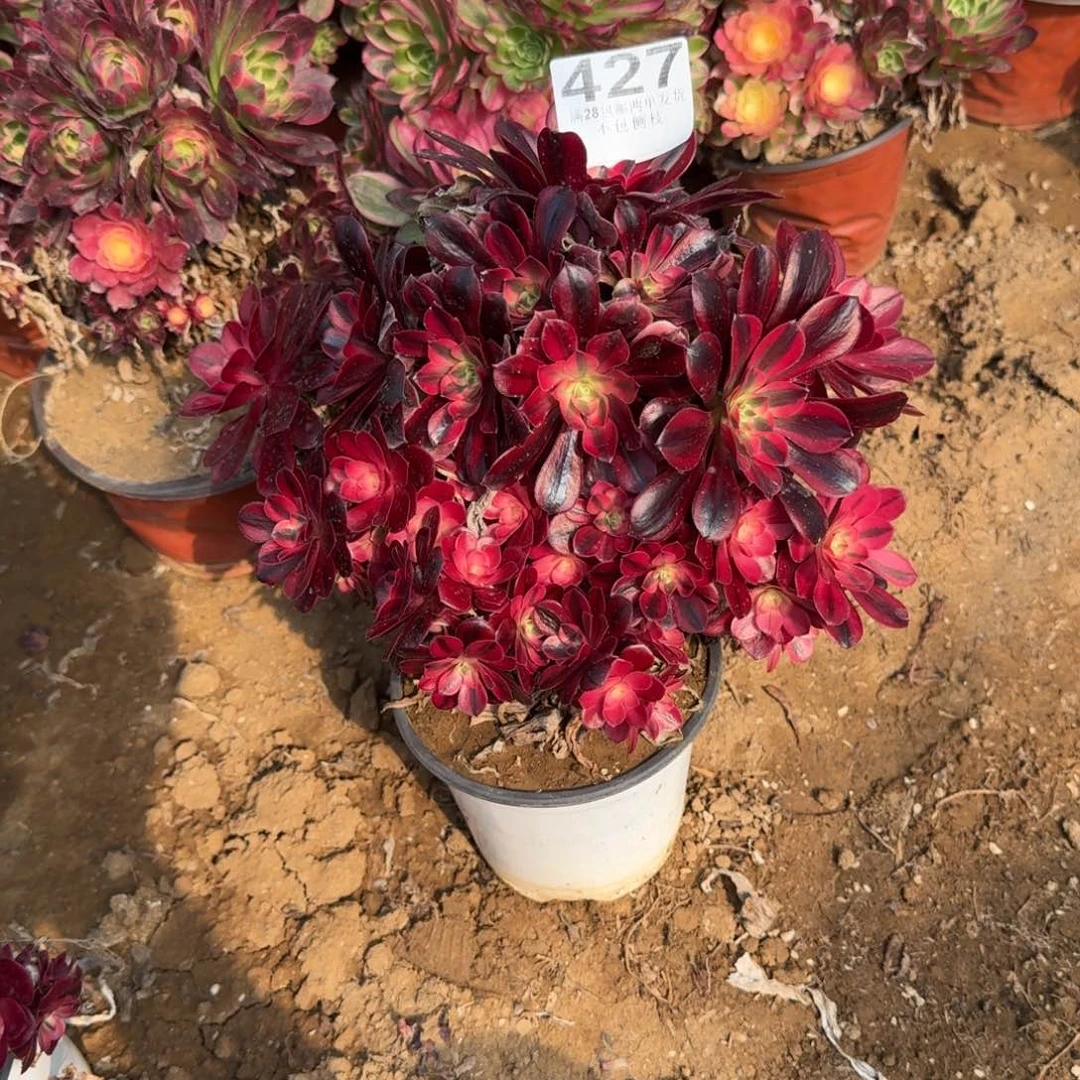 ,*情427号美杜莎母本不包损