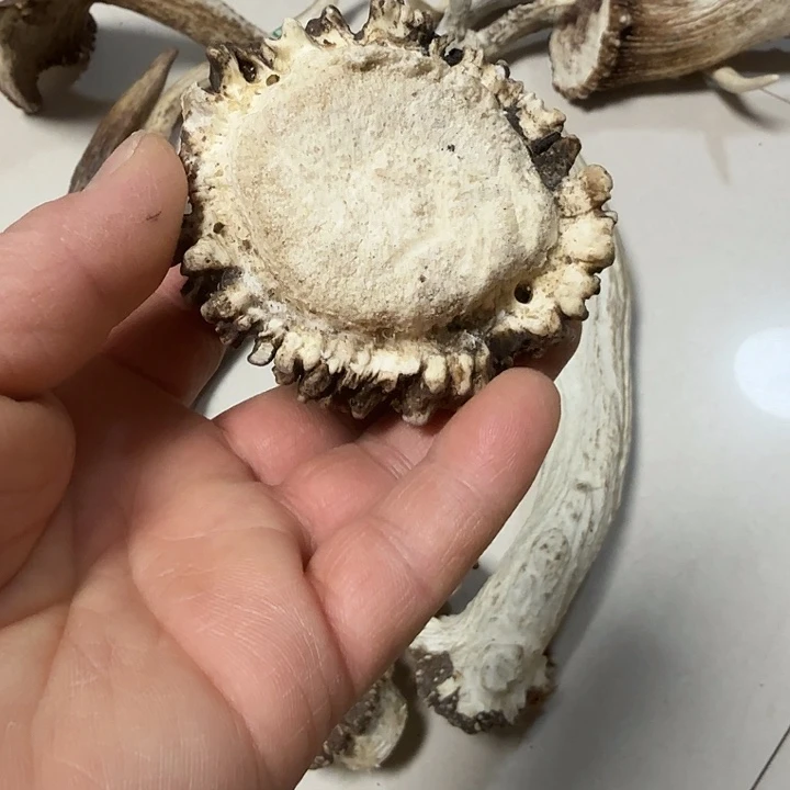 义***香榧木鹿角工艺品原料