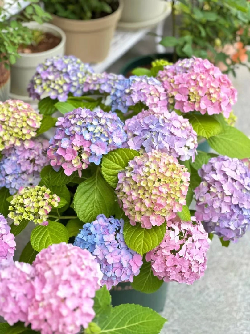 【易多梦幻】大花绣球花盆栽新手喜水易养护阳台庭院花