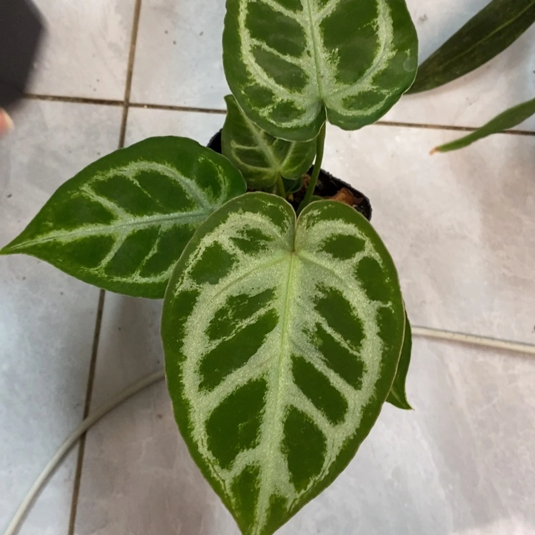 不开花植物铜锣烧籽播