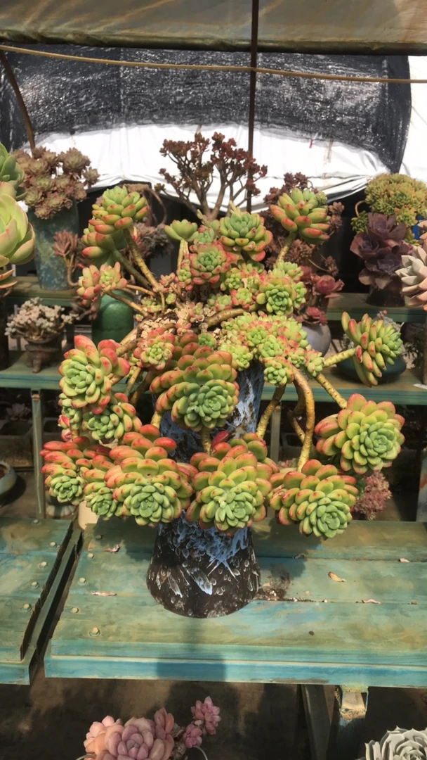 整装无砍老桩香格里拉（新疆包邮）