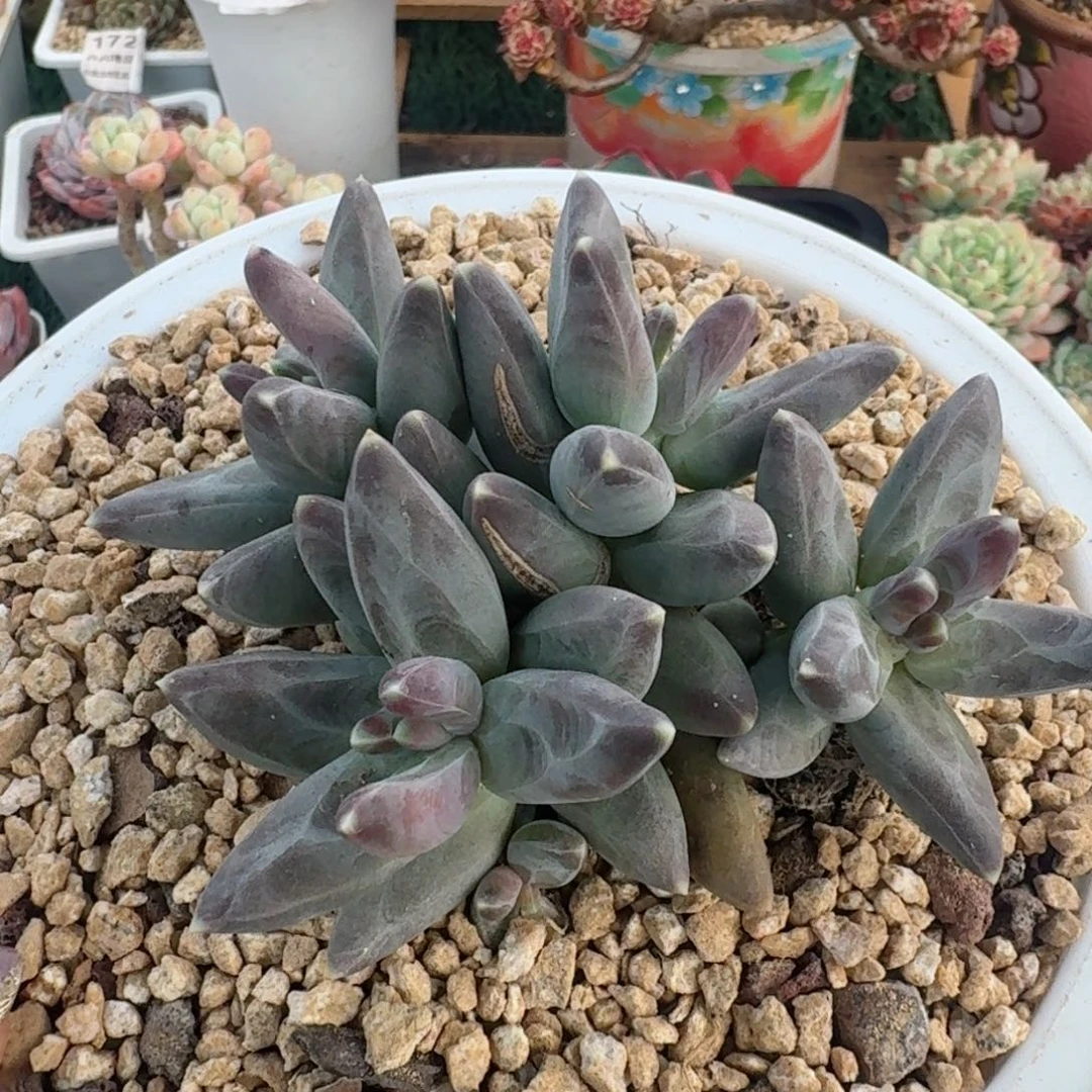 1689一物一拍（满28包邮）