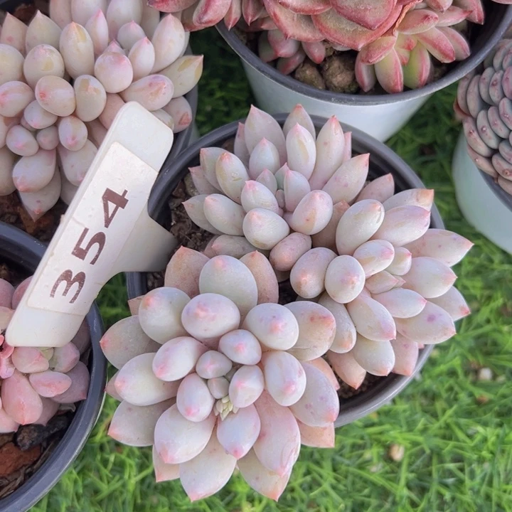 健健康康平平安安