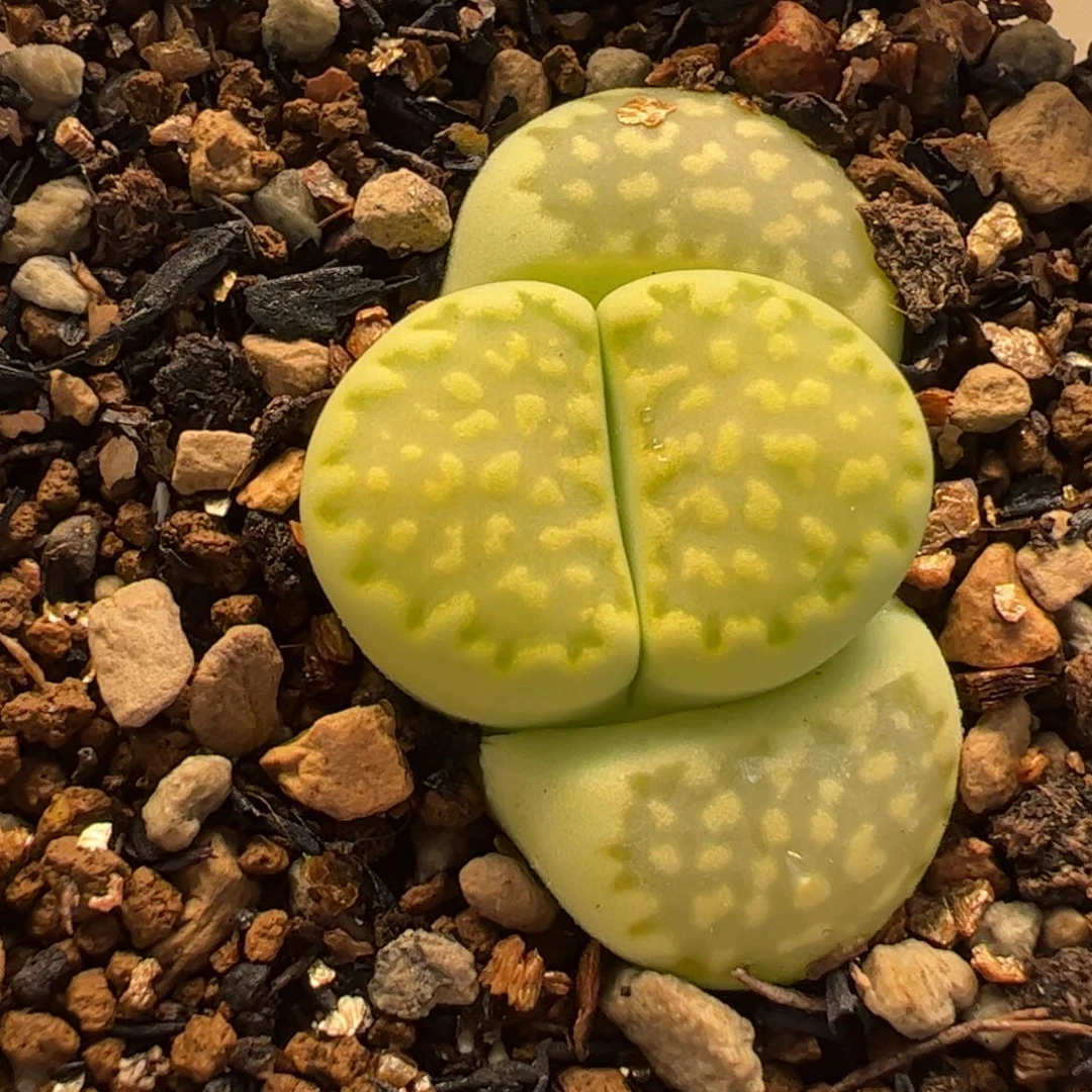 029多肉植物组合