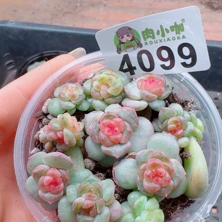 多肉植物多肉植物