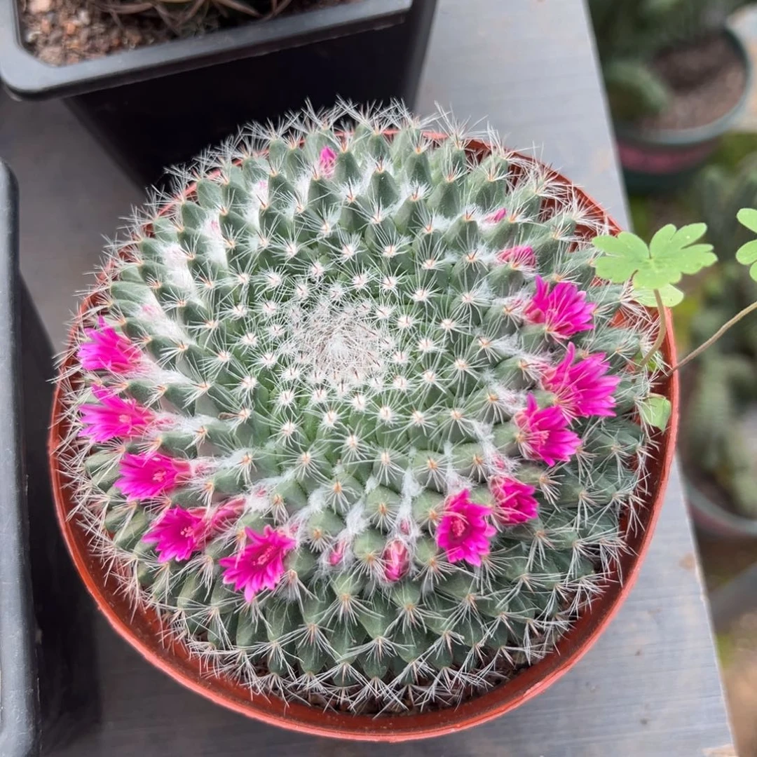 玉翁随机一颗。