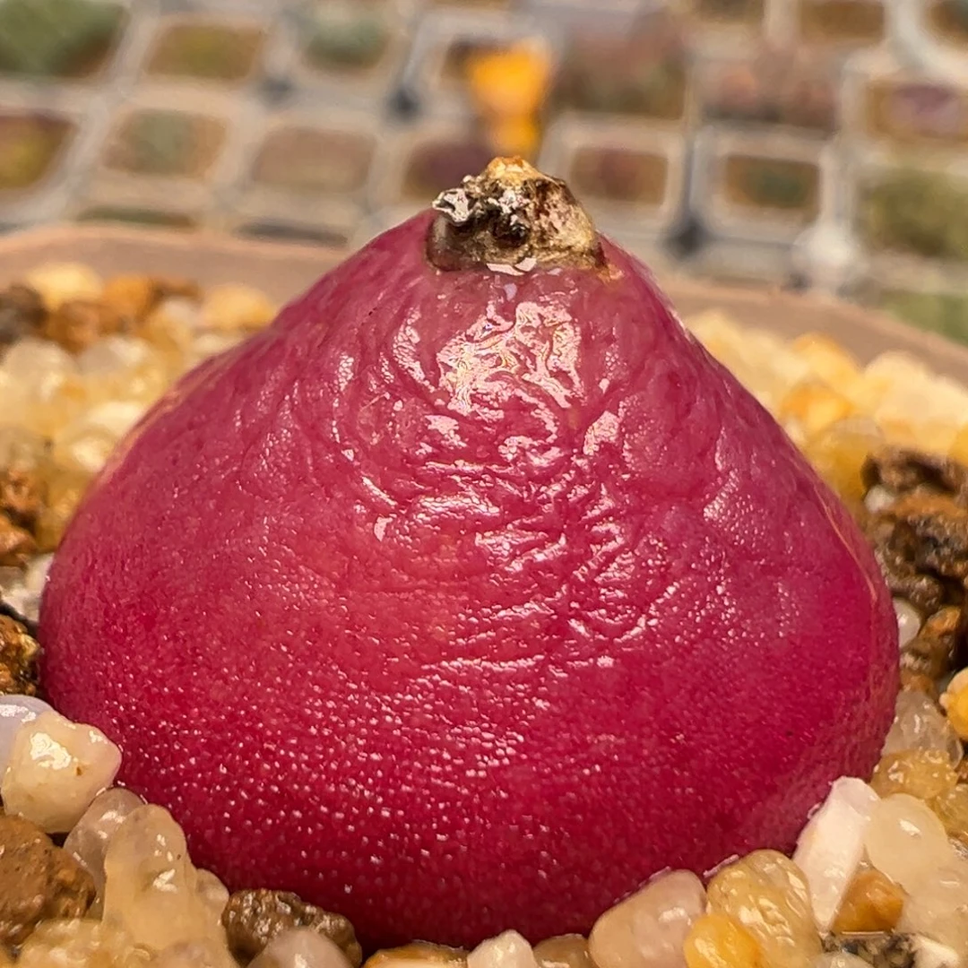 10多肉植物百科知识