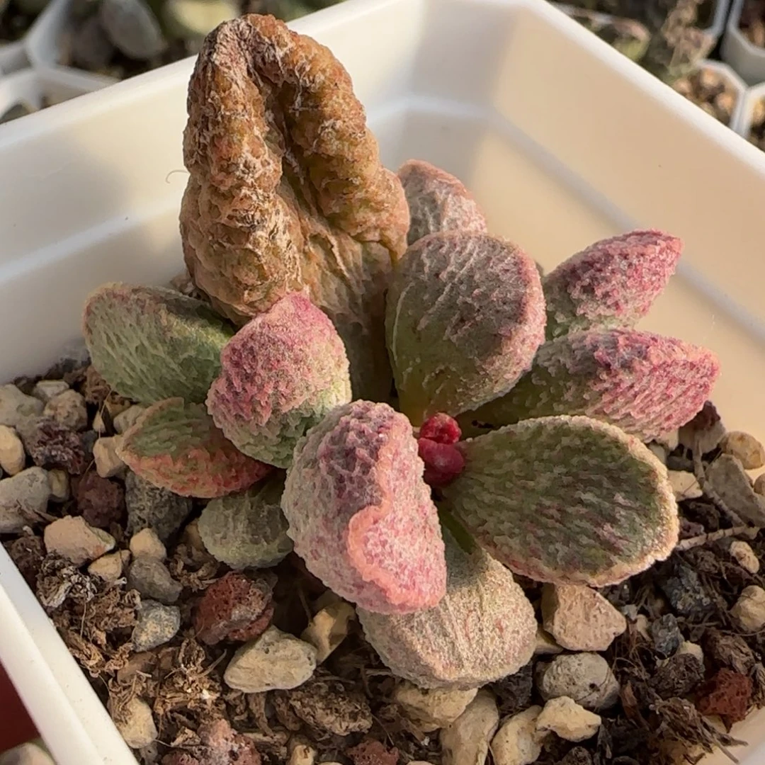 醉心水泡多肉植物