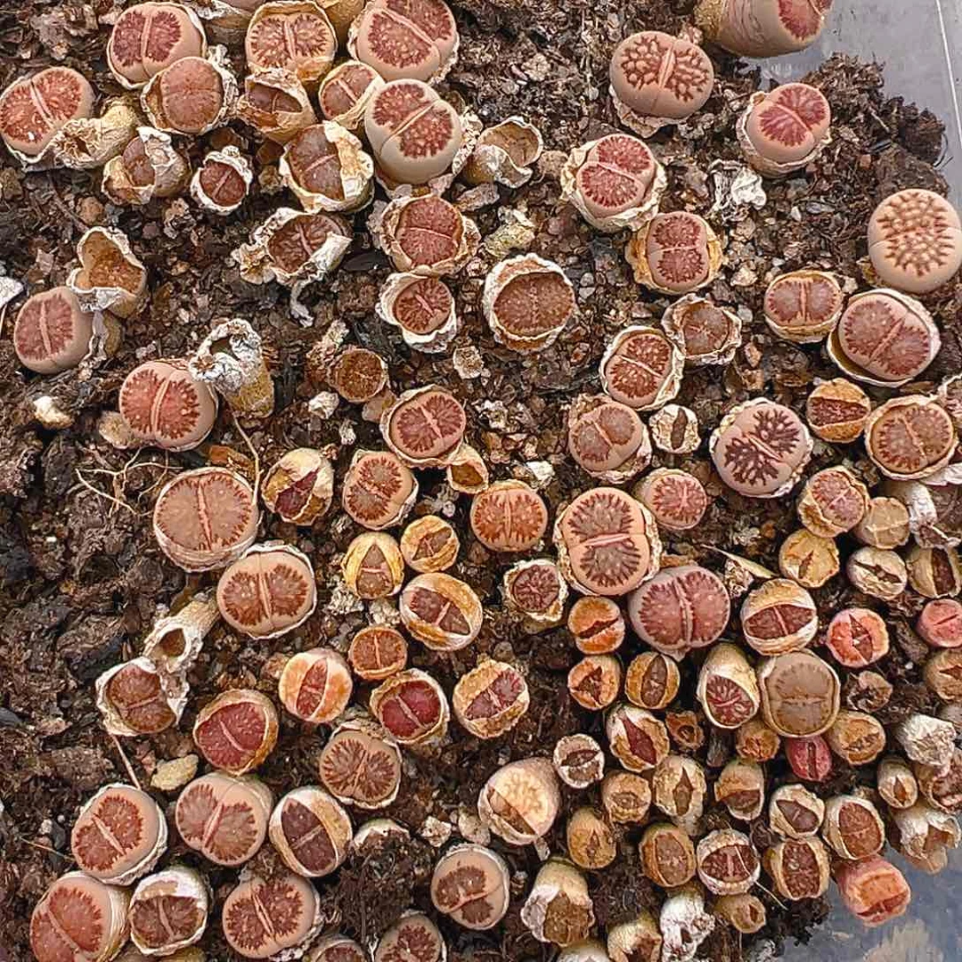 20548清111111111111111