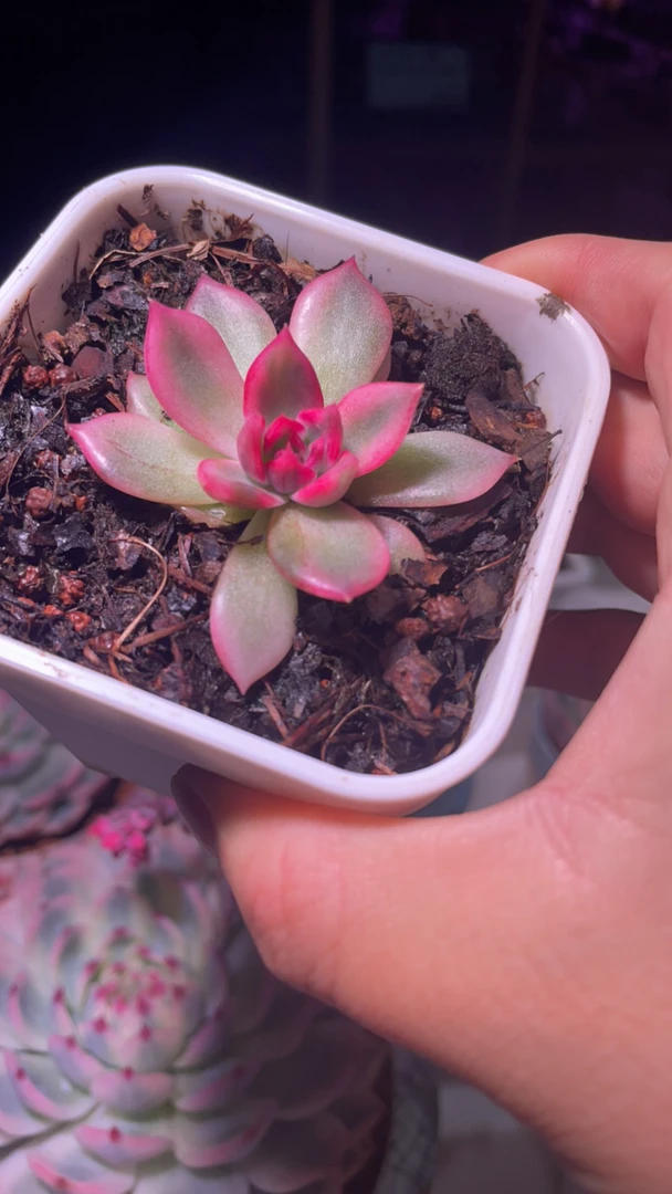 火焰山小苗多肉锦盆栽花卉