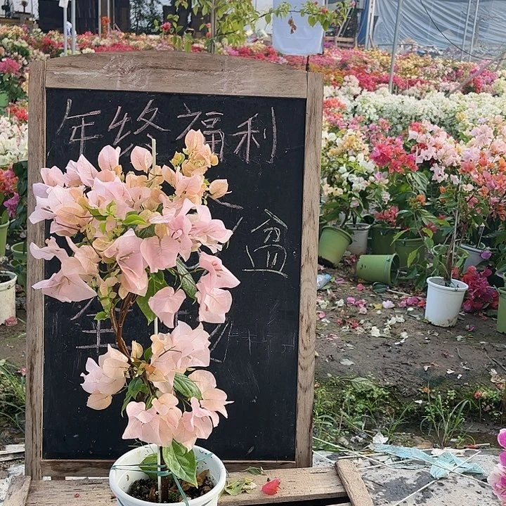 完全开放三角梅啊达的喜悦