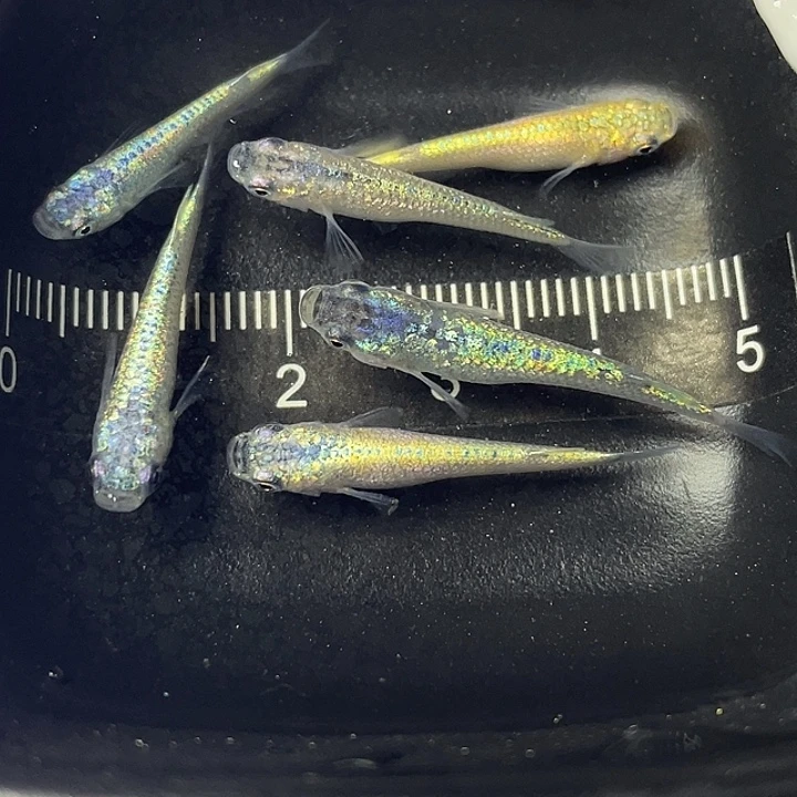 青鳉鱼海王星6条品相自观