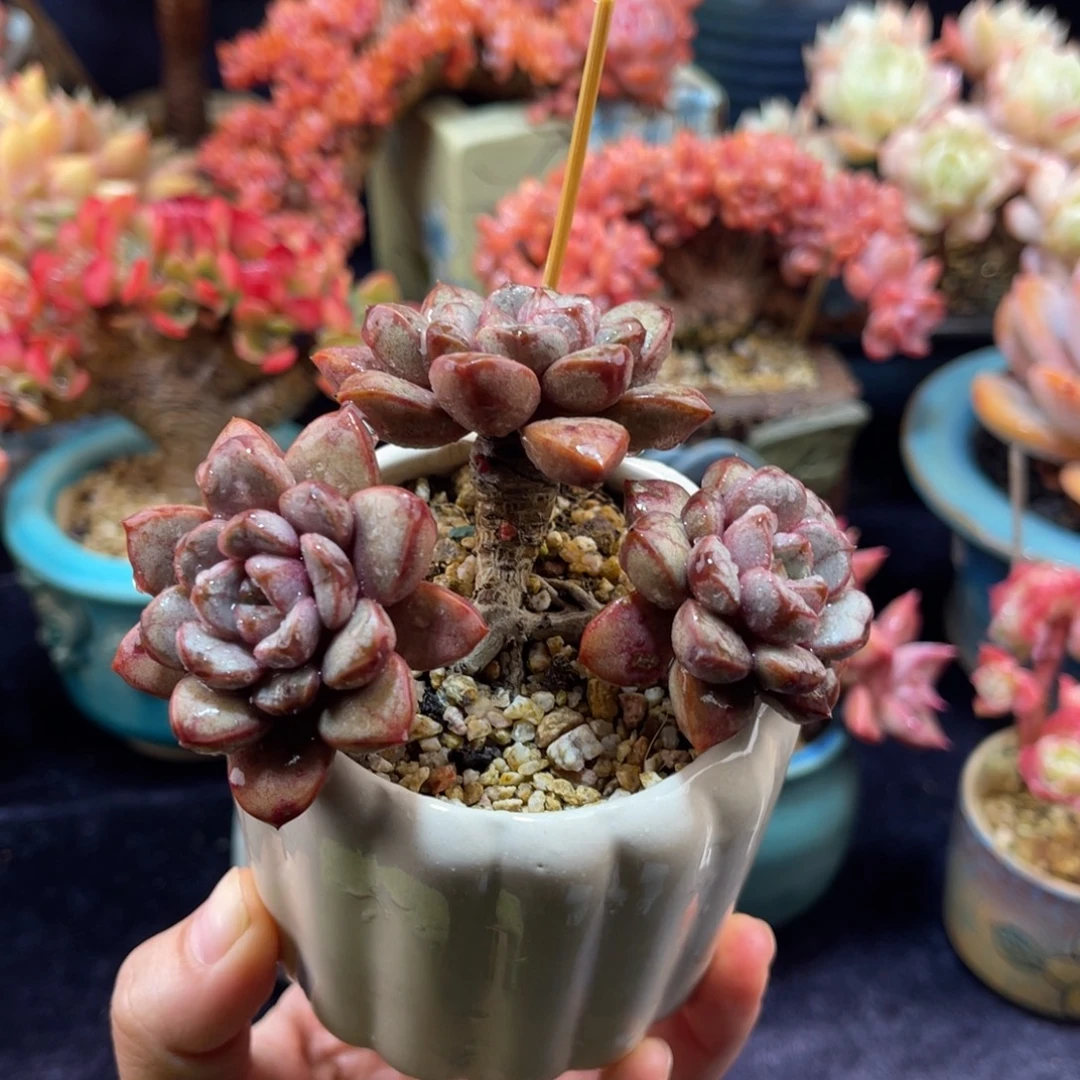 葡萄 九公分 带盆