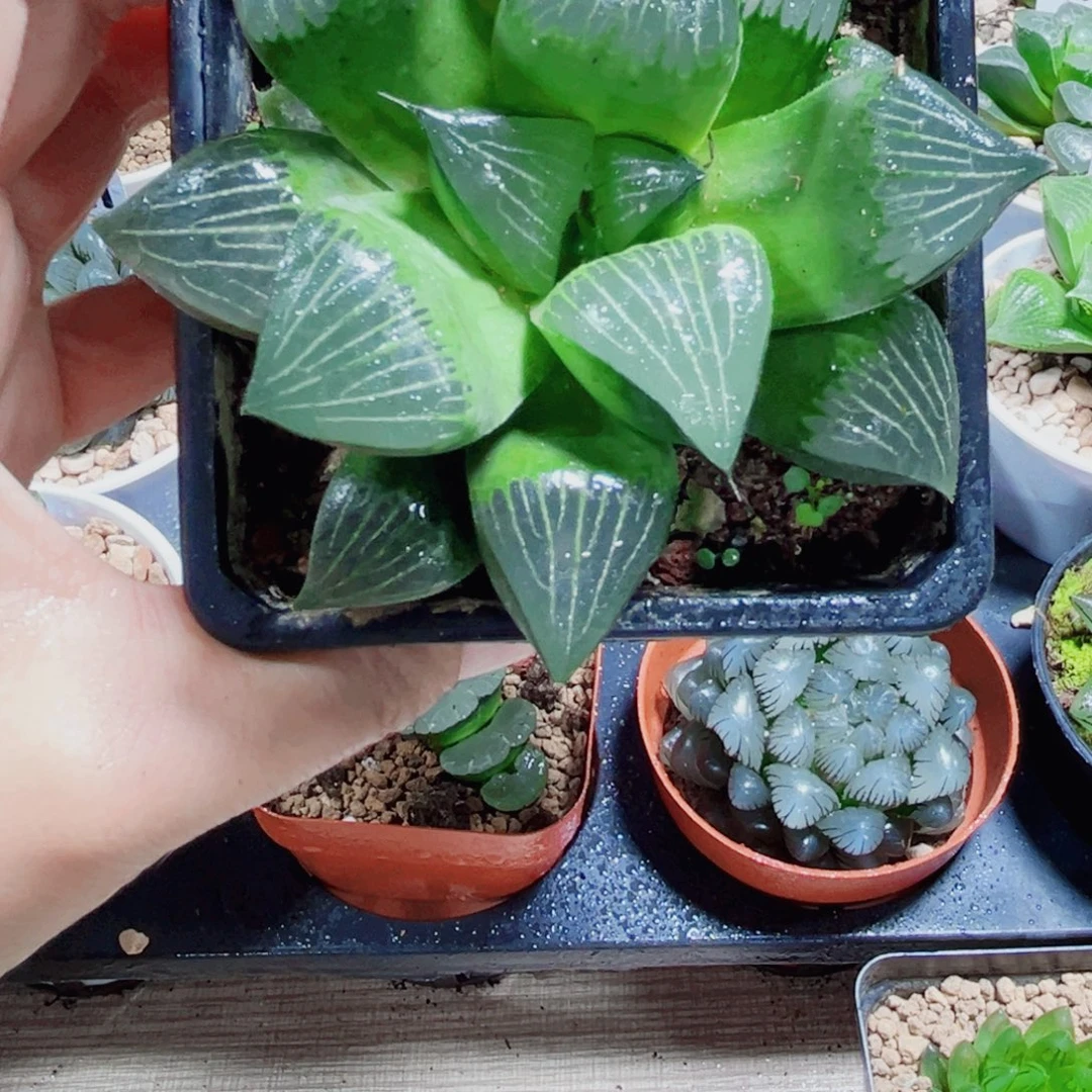 大黑王克多肉植物