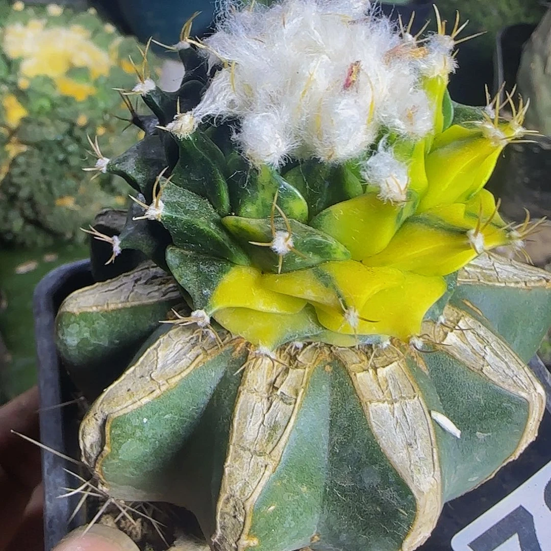 帝冠锦788仙人球开花