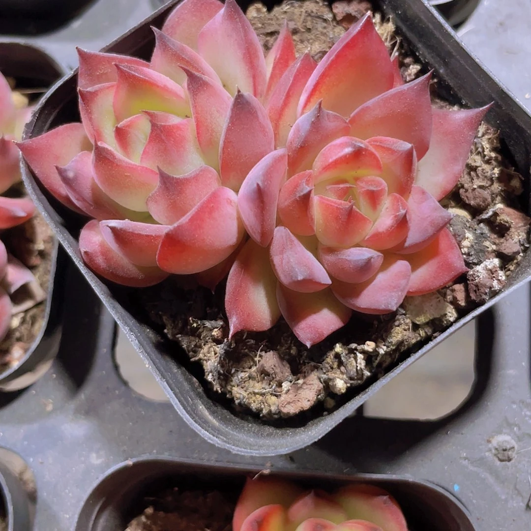 篝火a066一物一拍