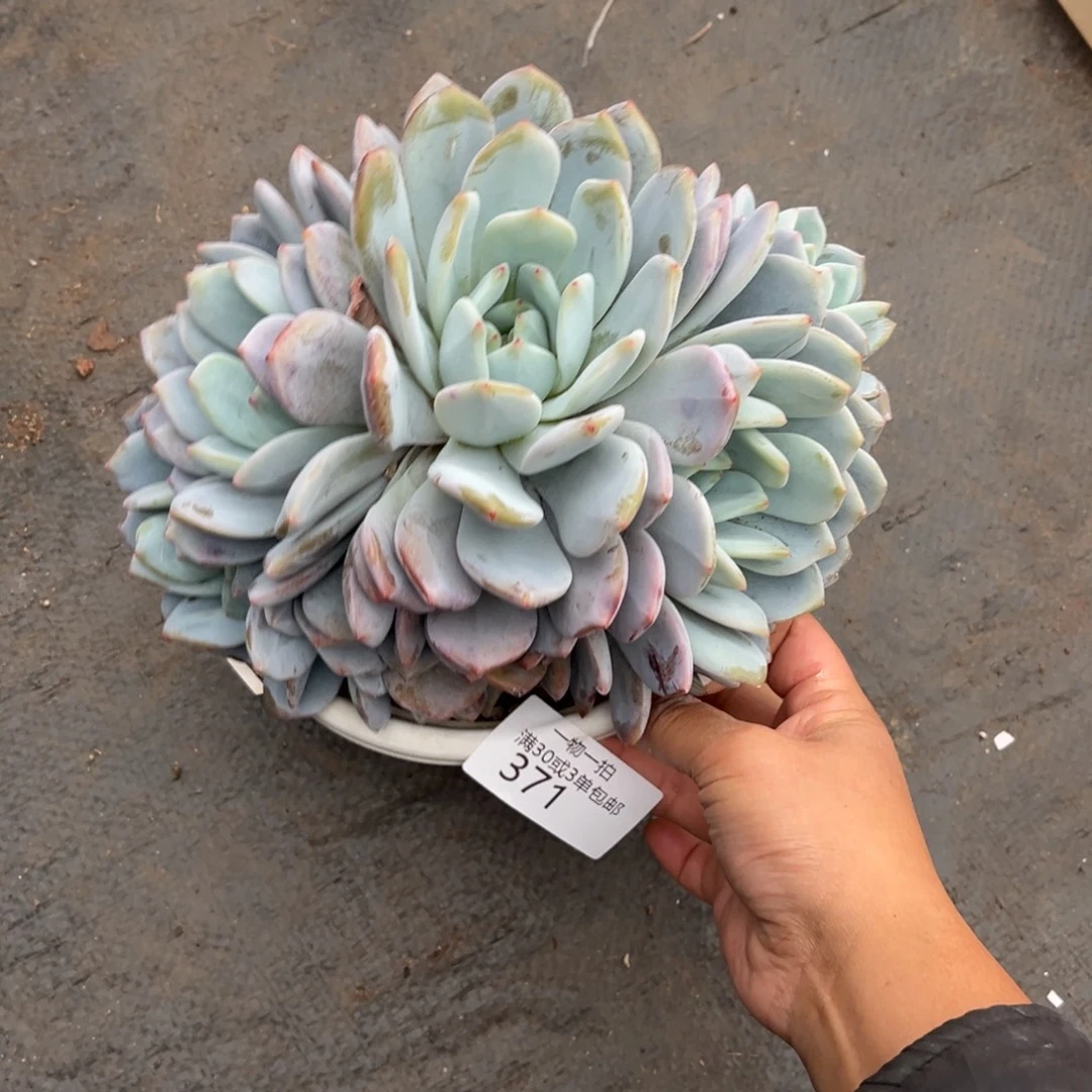 371梦露朵朵多肉植物。