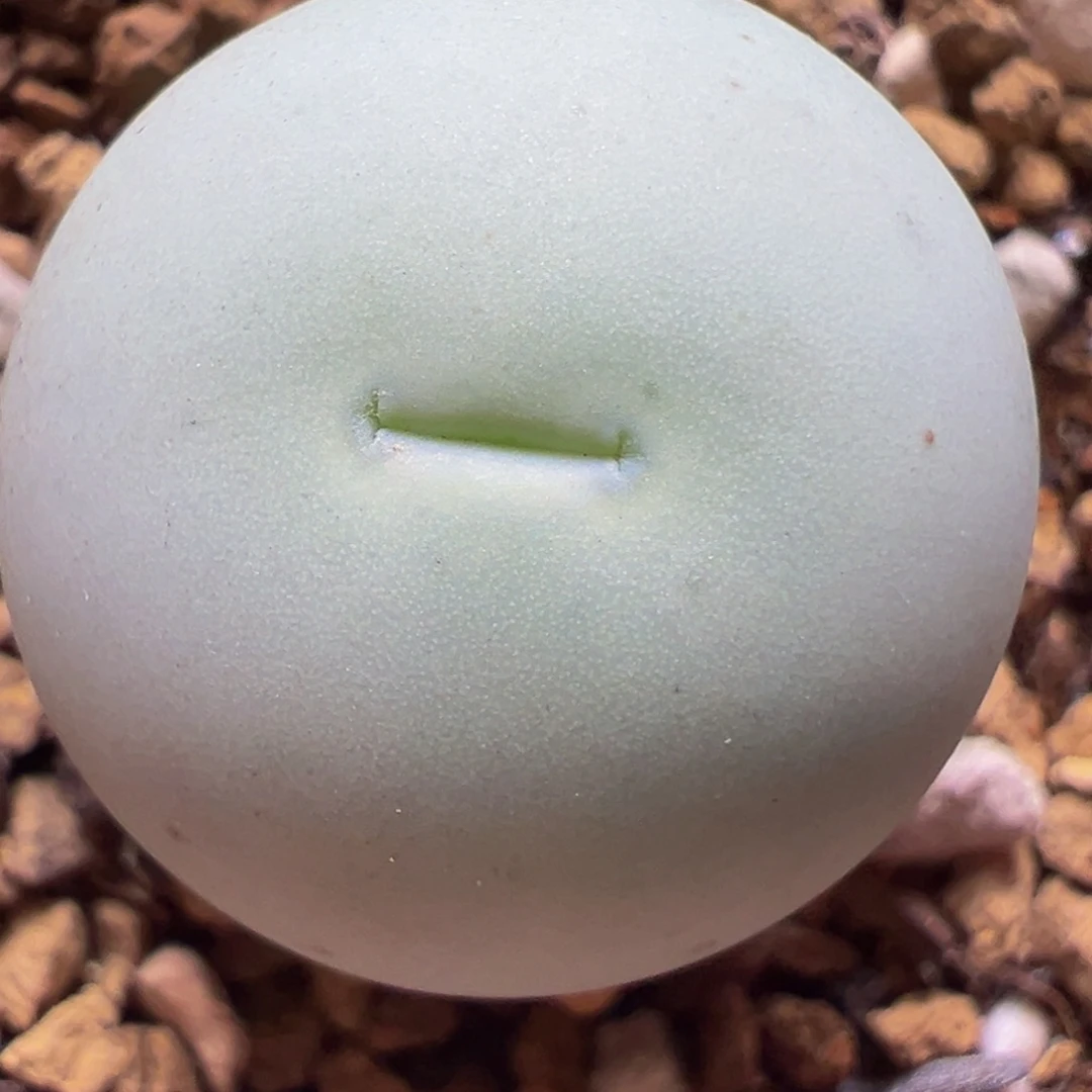 1.8厘米鸽子蛋母本带盆