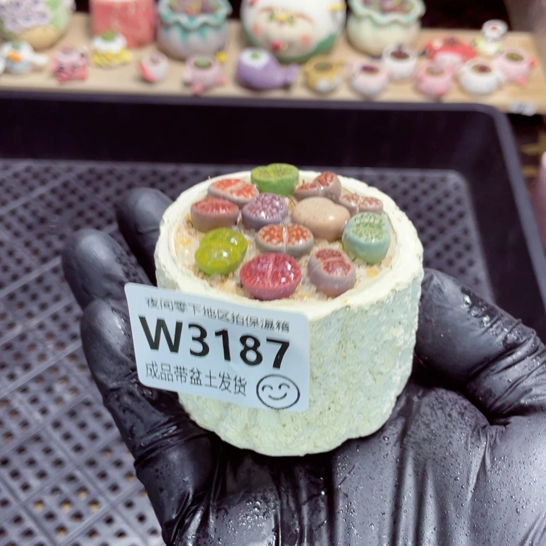 夜间零下地区拍保温箱w3187