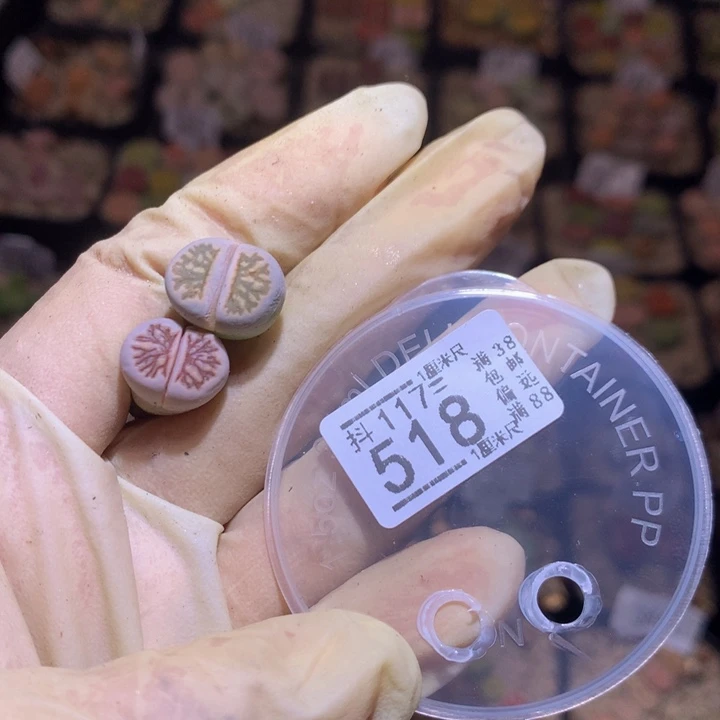 胖*精品生石花117.518