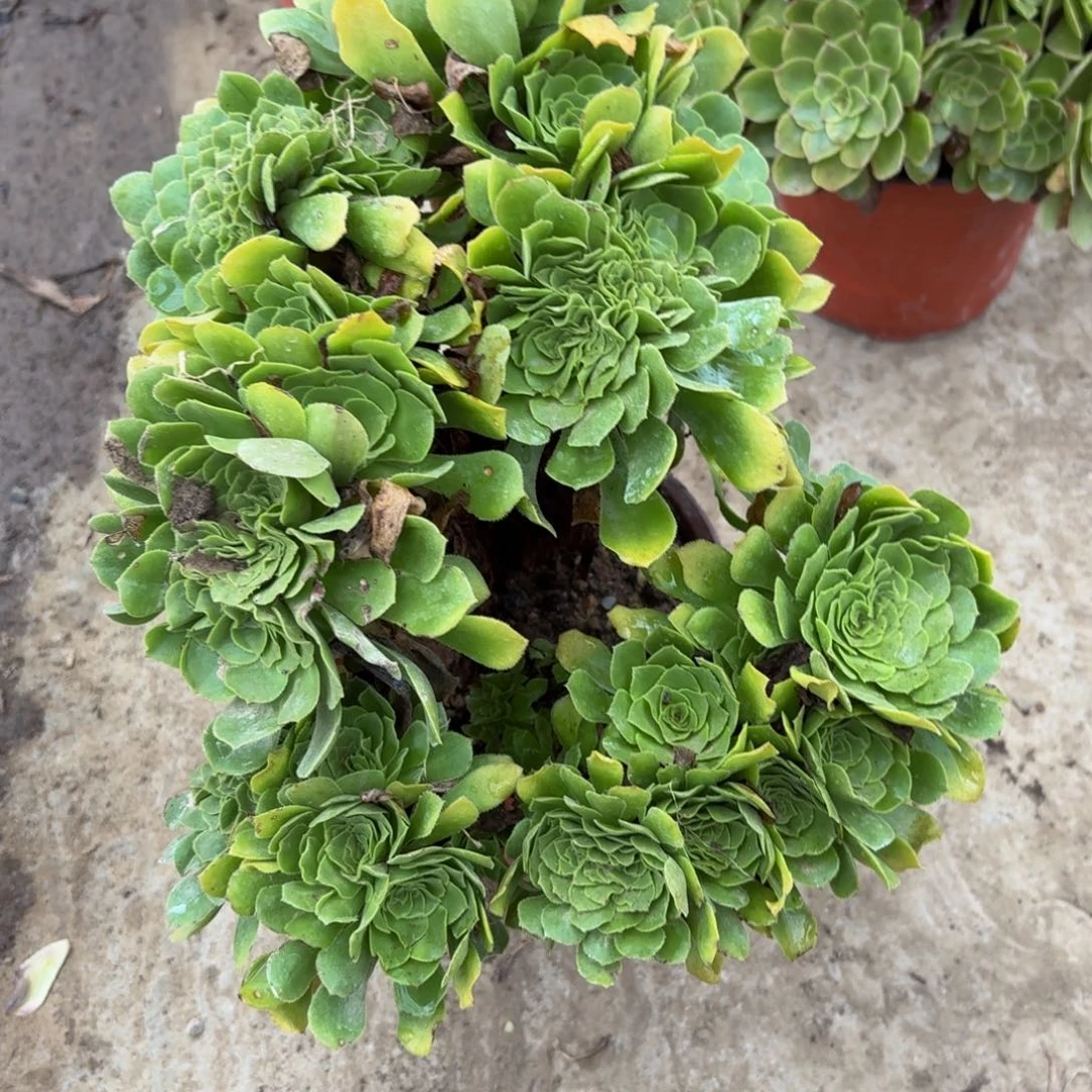 851多肉植物捧花的