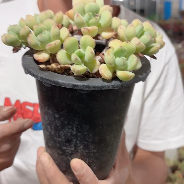 沙糖老桩多盆栽植