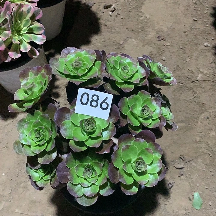 无花朵086魅金玫瑰晚