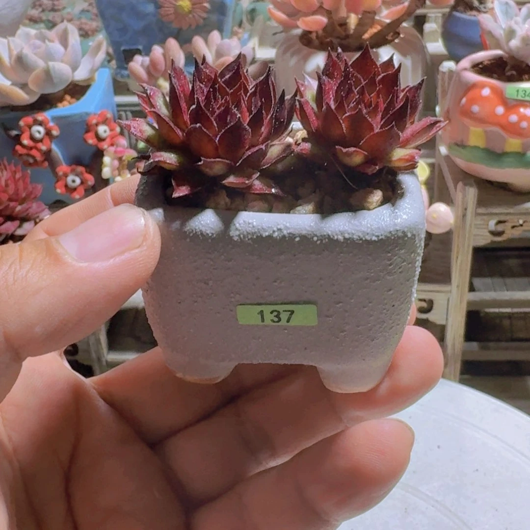 一物一拍编号137