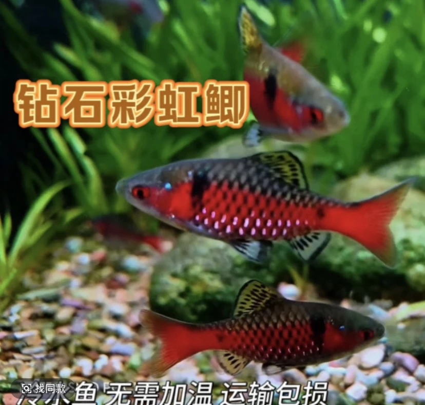 进口包公钻石彩虹鲫原生鱼淡水观赏鱼耐高温耐寒小型活体溪流鱼