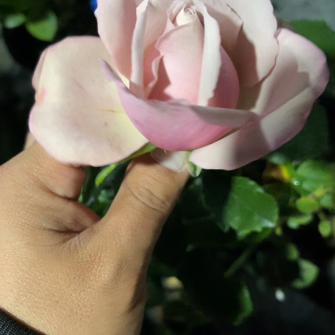 无花朵———-银色飞盘 福利款