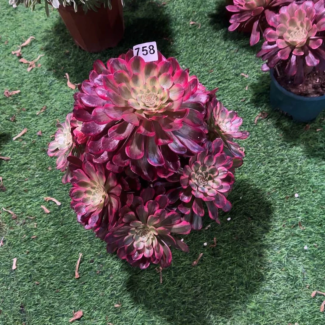 石***。多肉植物黑金刚758