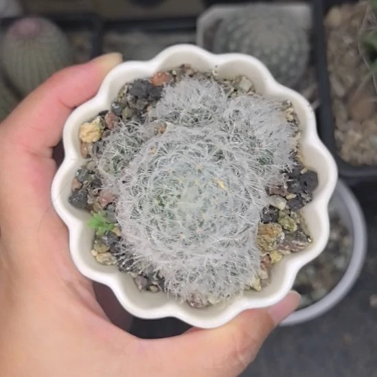 白星小群直径3.5。。。。。