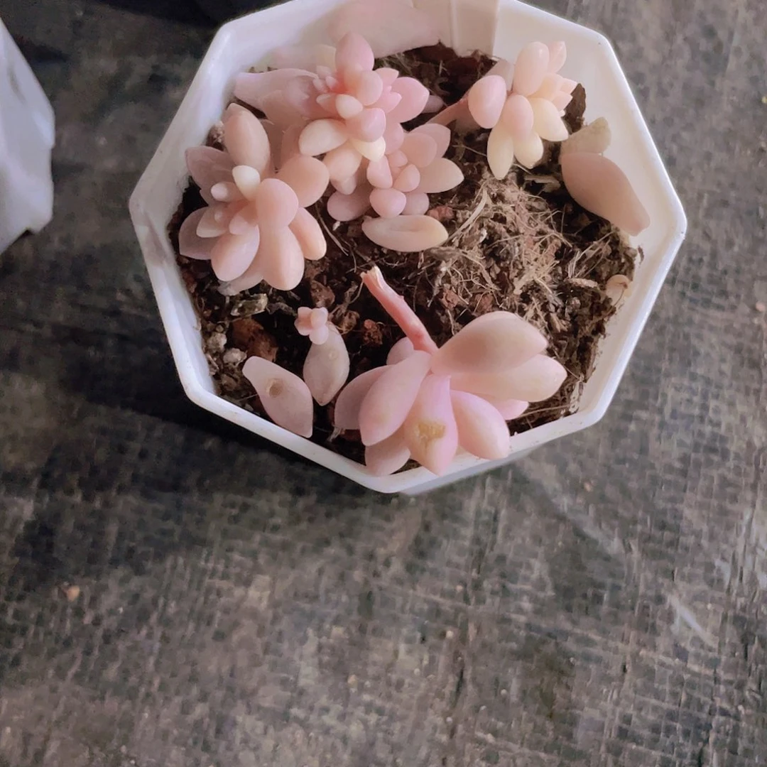 暖*姬秋丽锦a024一物一拍