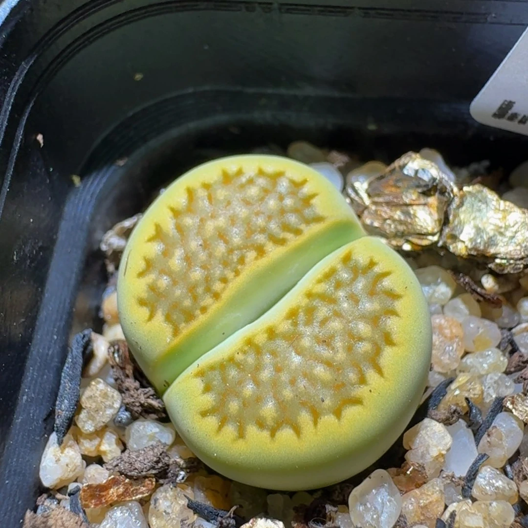 Ssssss便宜出了清货389