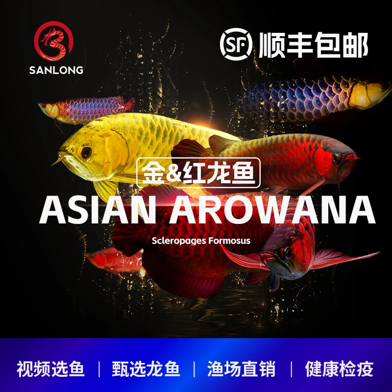 叁只龙金龙鱼活体红龙鱼活体观赏鱼