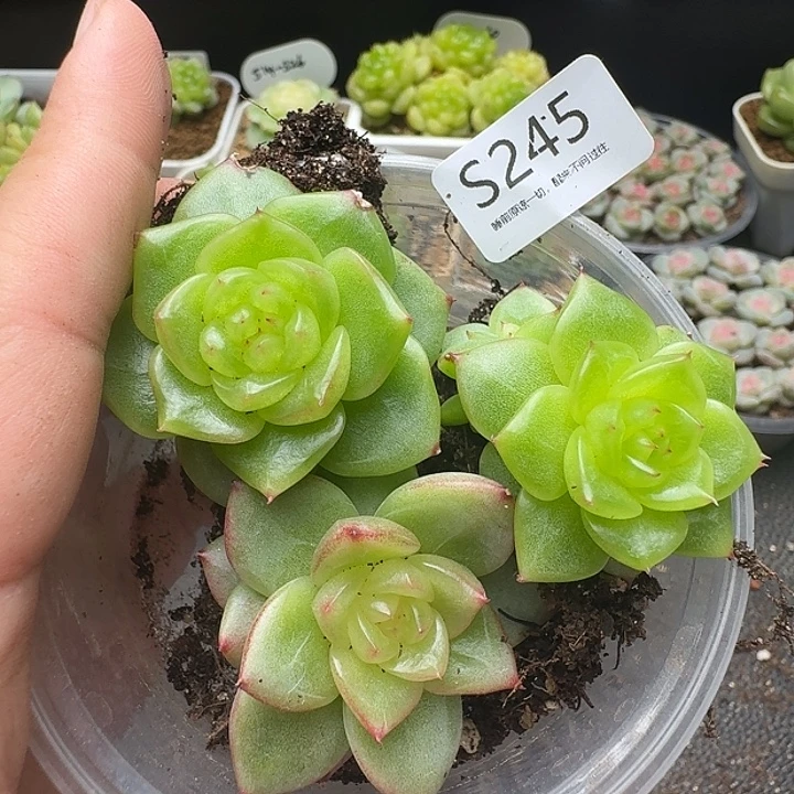 一物一拍一组808-245