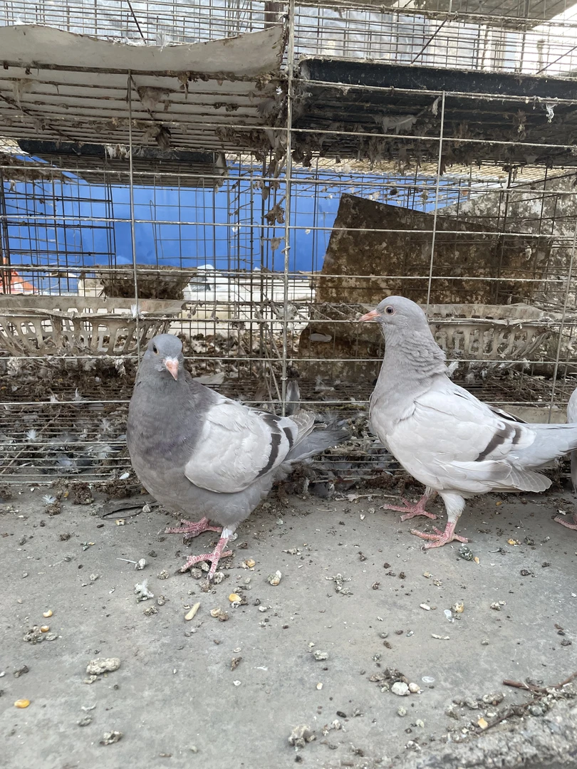 银王大体型肉鸽专用 链接 窝 直播价 银王肉鸽 青年窝