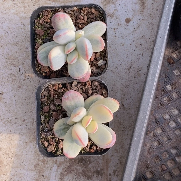 福娘锦两颗，单头带崽。