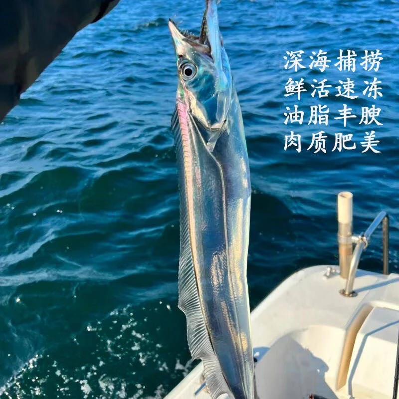 【四】A钓带鱼到手8条 拍6送2半斤/条小眼油带鱼山东顺丰包邮