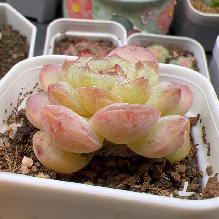 优选超基因糖心多肉植物