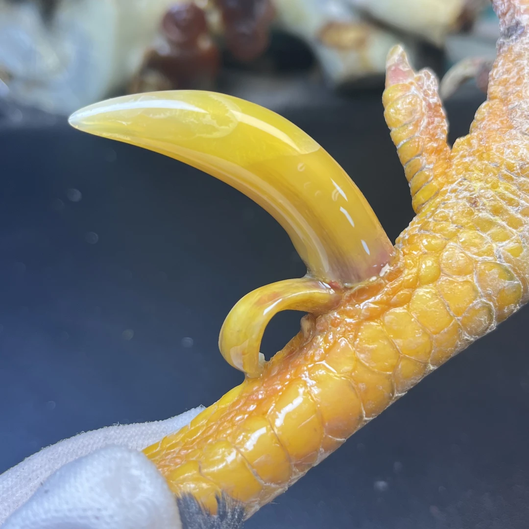 沉醉骨艺鸡爪骨蜜蜡黄双蹬单只
