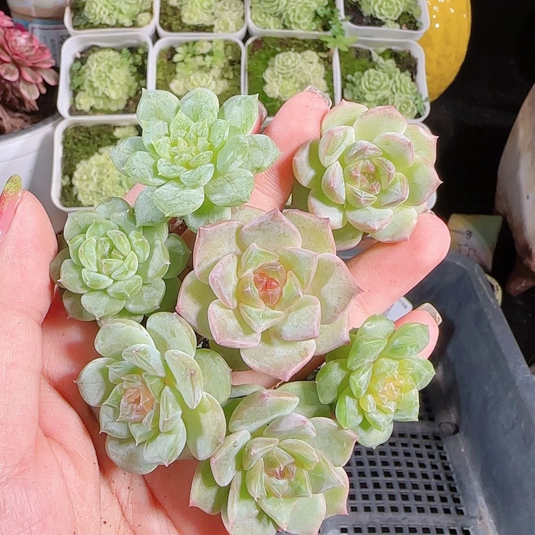 0808---42糖心珍妮