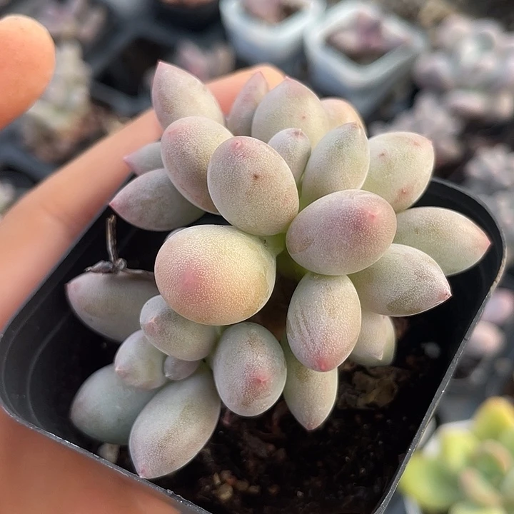 一我一拍满18包邮