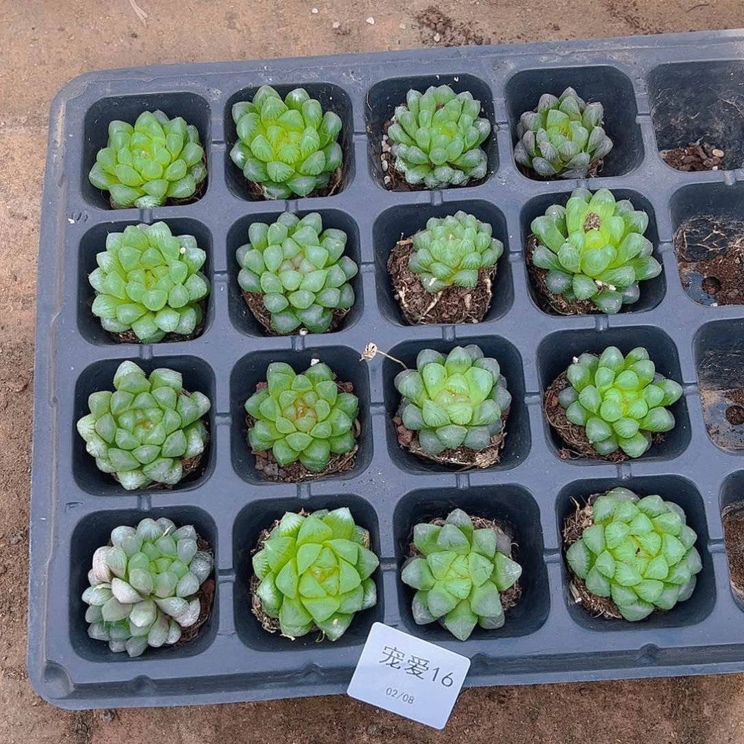 直播福利一物一拍16