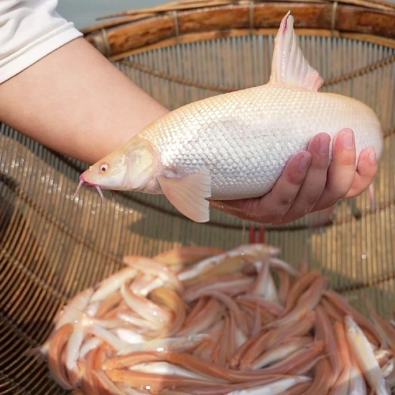 红眼银鳕鱼白子龙 大鳞鲃 冷水活体鱼苗耐活好养可做观赏鱼