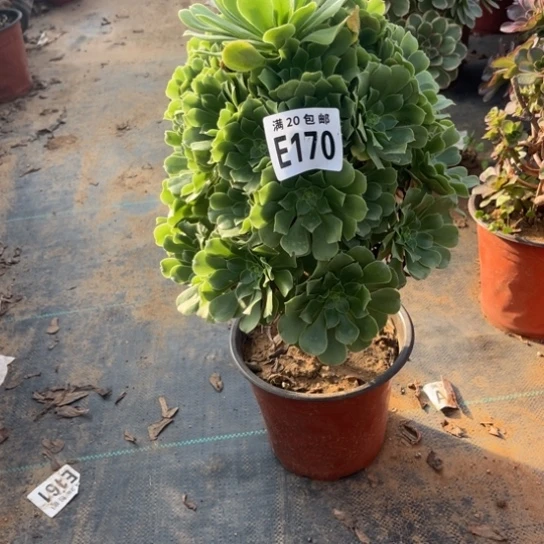 170绿羊绒不包断枝