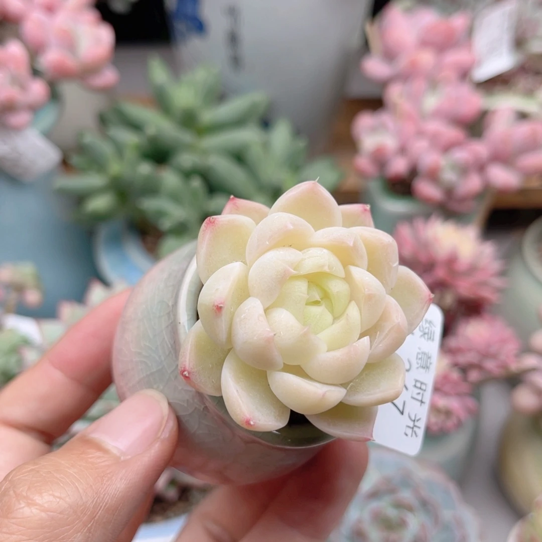 267 女王杂交 带陶瓷盆发货 一物一拍