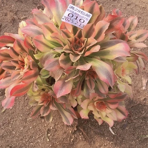 2.13-10红绣多肉植物